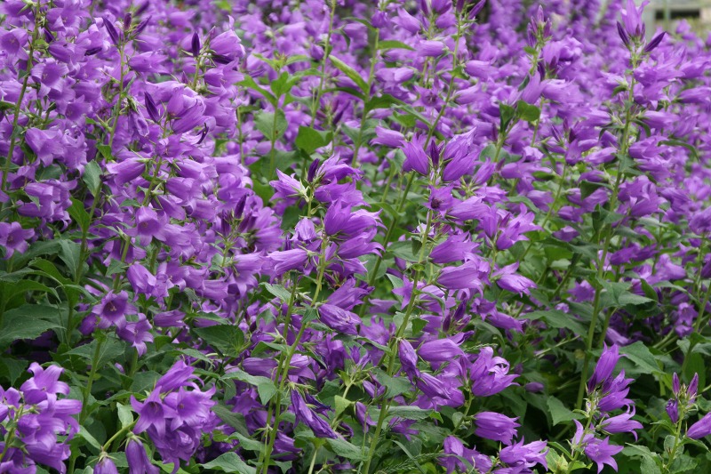 ファイル 253-3.jpg