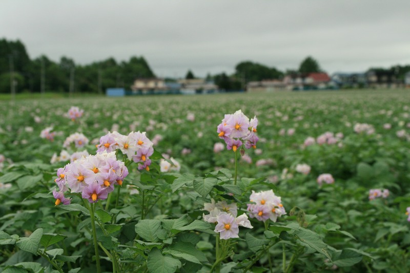 ファイル 255-4.jpg