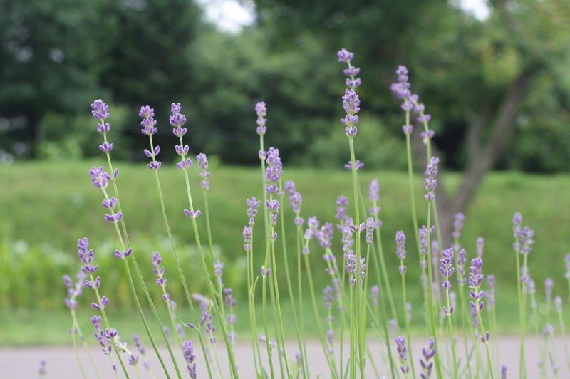 ファイル 255-5.jpg