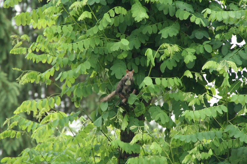 ファイル 256-2.jpg