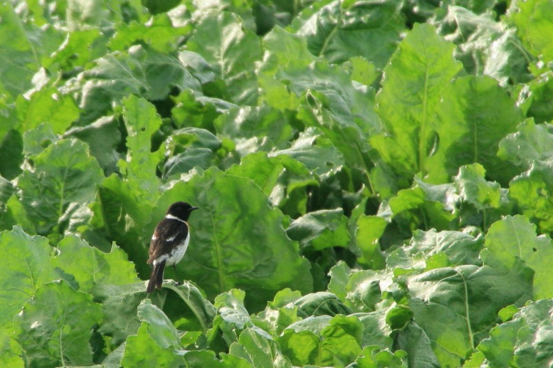 ファイル 258-2.jpg