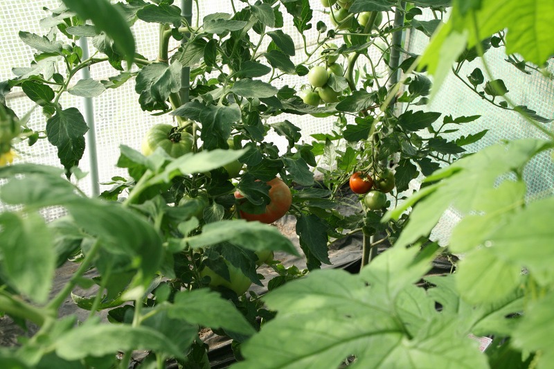 ファイル 259-1.jpg