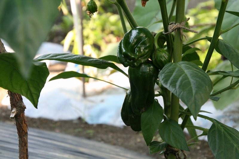 ファイル 259-2.jpg