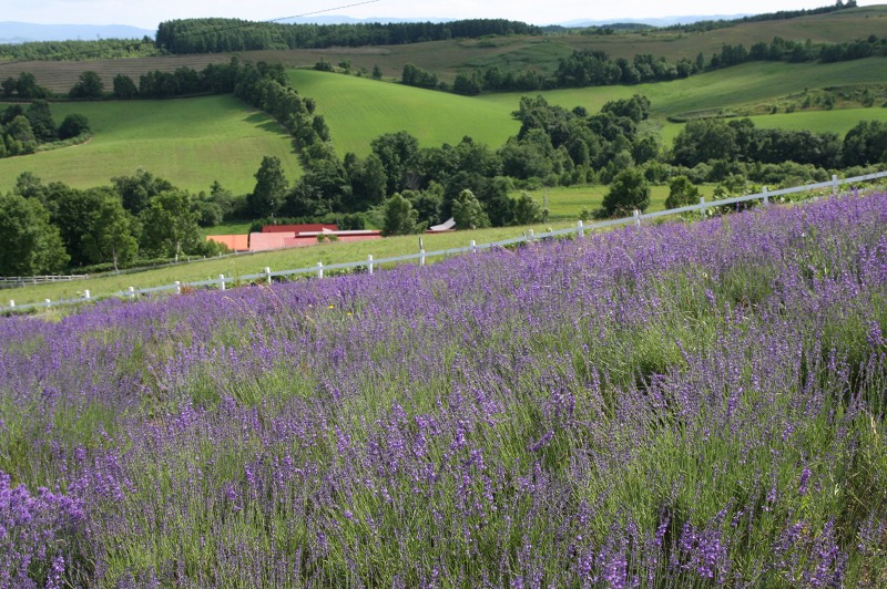 ファイル 264-1.jpg