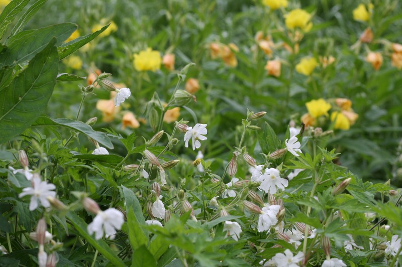 ファイル 269-4.jpg