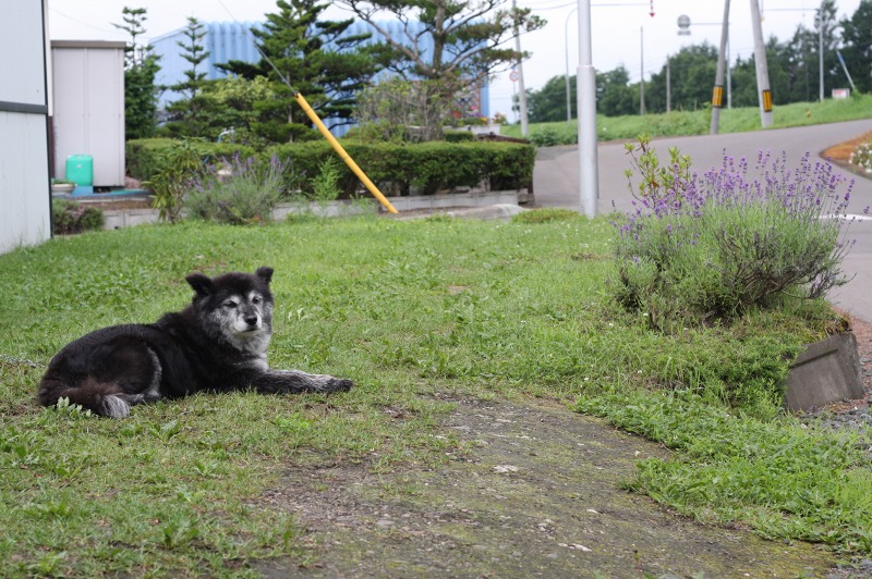 ファイル 270-1.jpg