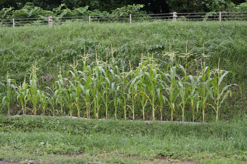 ファイル 270-2.jpg