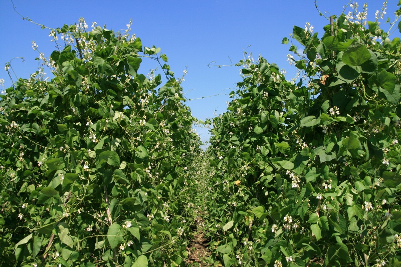 ファイル 274-1.jpg