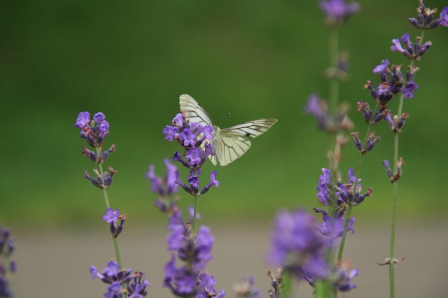 ファイル 275-2.jpg