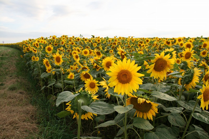 ファイル 277-1.jpg