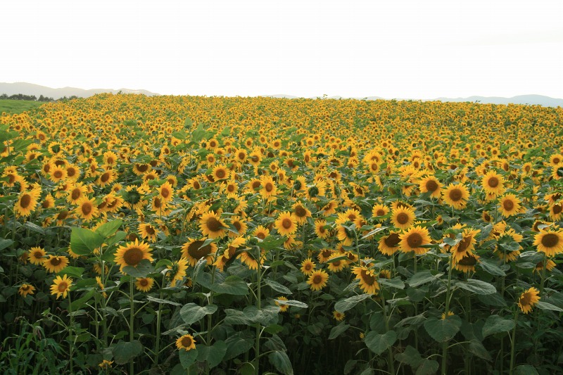 ファイル 277-2.jpg