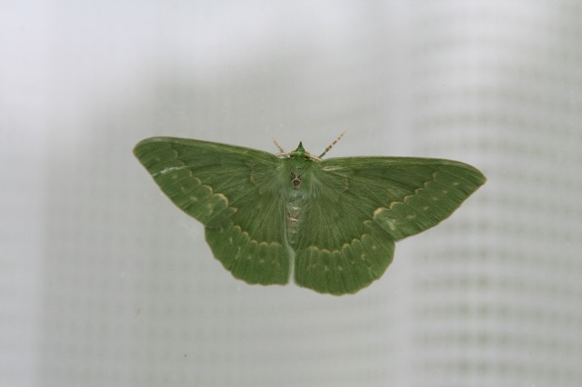 ファイル 277-4.jpg