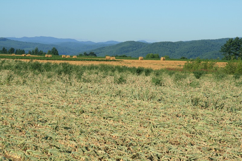 ファイル 279-2.jpg