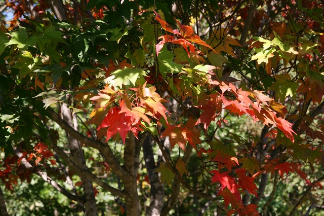 ファイル 28-1.jpg