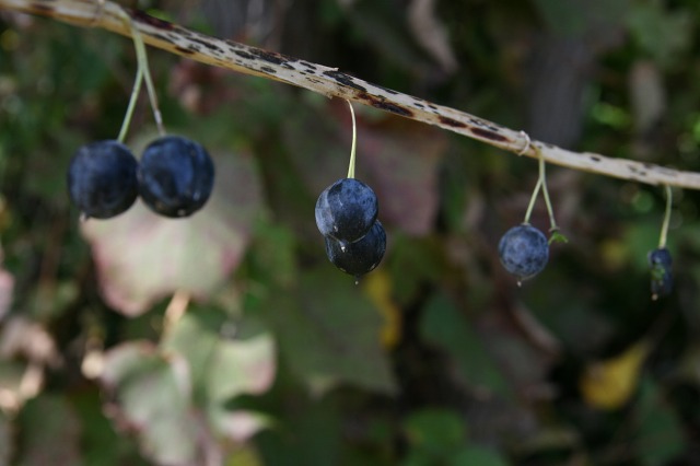 ファイル 28-2.jpg