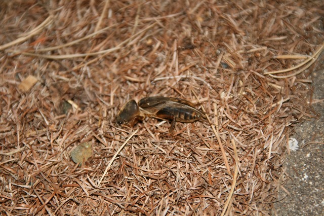 ファイル 282-4.jpg