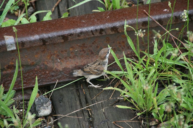 ファイル 284-4.jpg