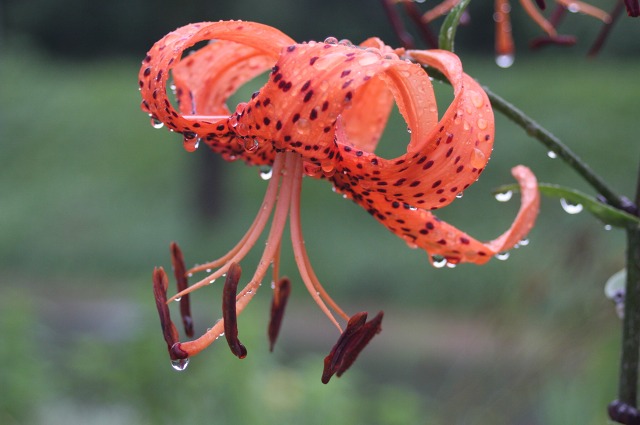 ファイル 285-1.jpg