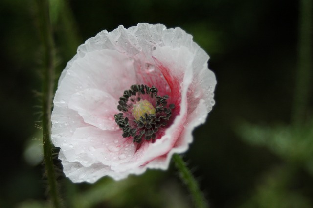 ファイル 285-2.jpg