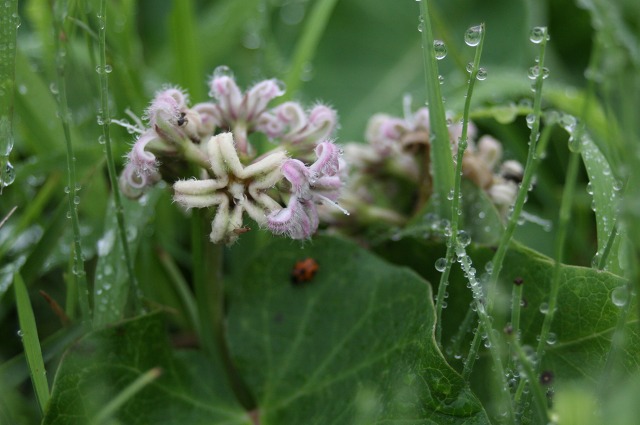 ファイル 286-1.jpg