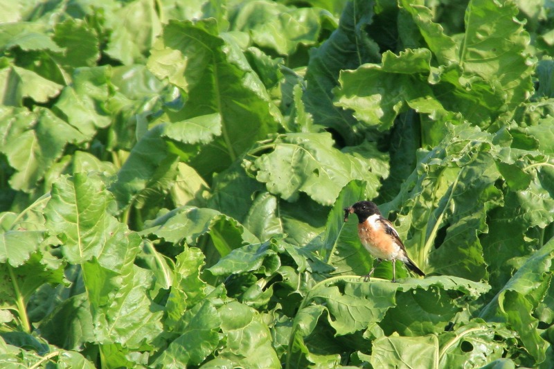 ファイル 287-3.jpg