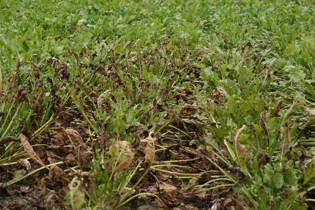 ファイル 29-3.jpg