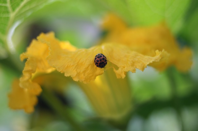 ニジュヤホシテントウ