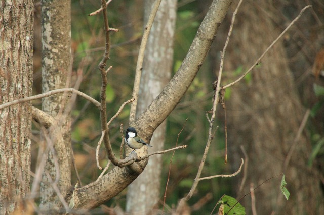 ファイル 51-2.jpg