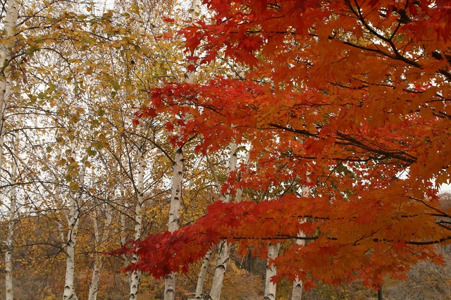 ファイル 56-4.jpg