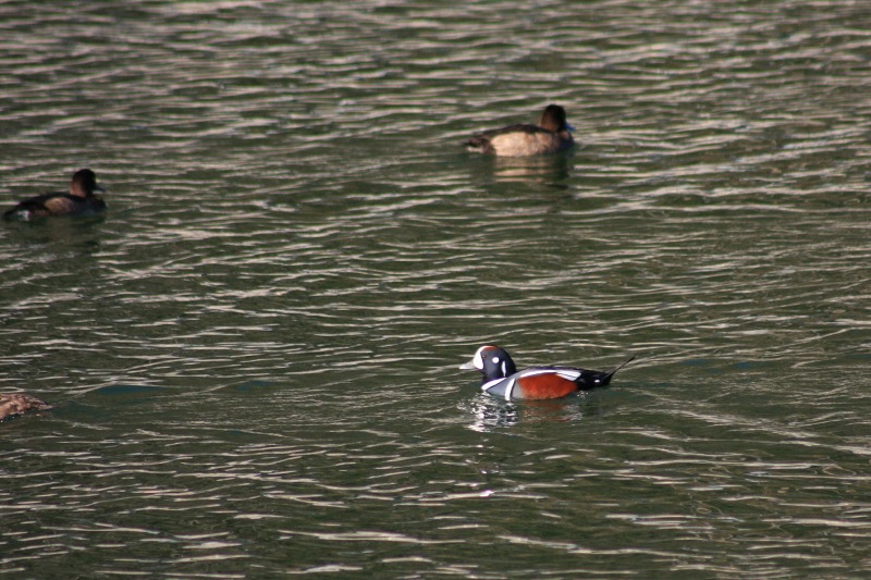 ファイル 63-2.jpg