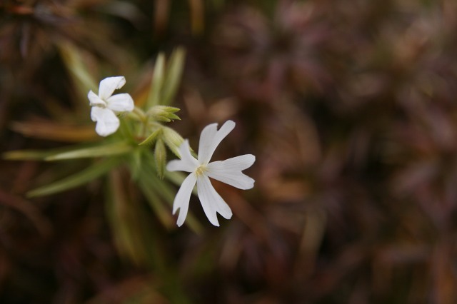 ファイル 74-4.jpg