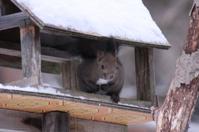 ファイル 100-1.jpg