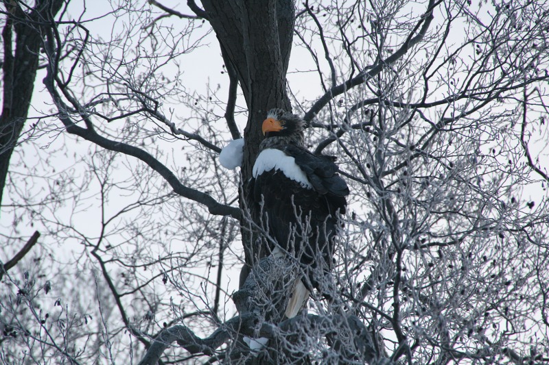 ファイル 103-1.jpg