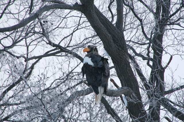 ファイル 103-4.jpg