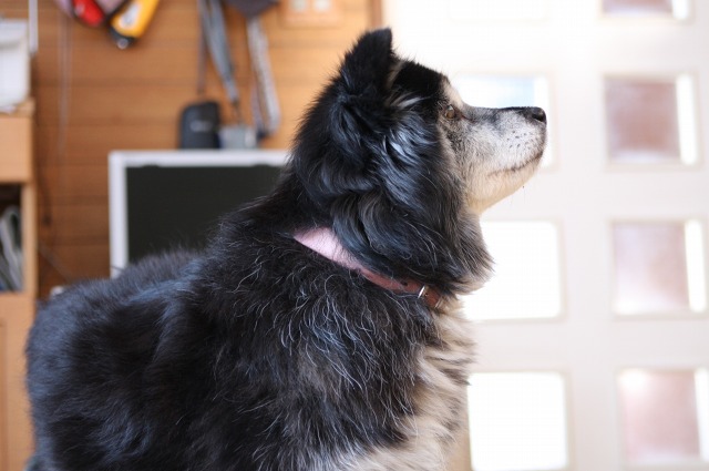 ファイル 106-1.jpg