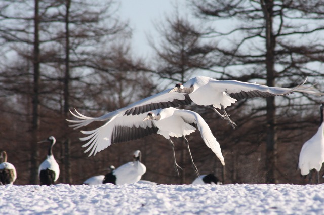 ファイル 109-3.jpg