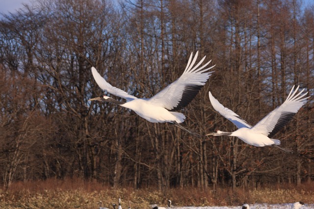 ファイル 109-5.jpg