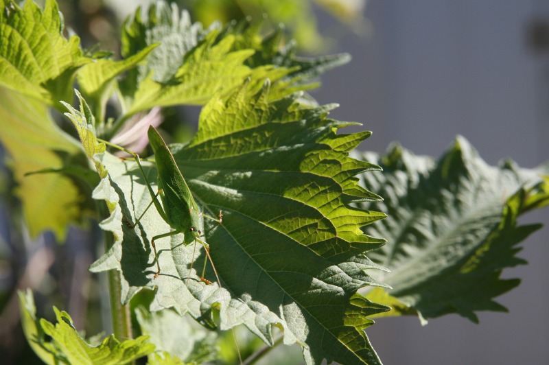 ファイル 11-2.jpg