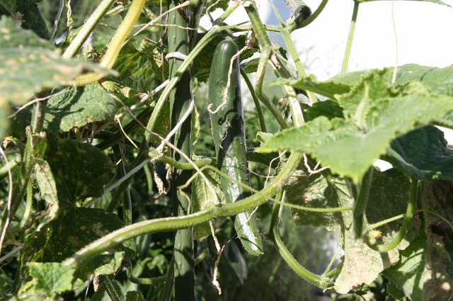 ファイル 11-3.jpg