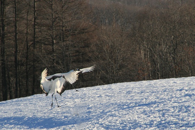 ファイル 110-1.jpg