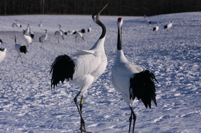 ファイル 110-3.jpg