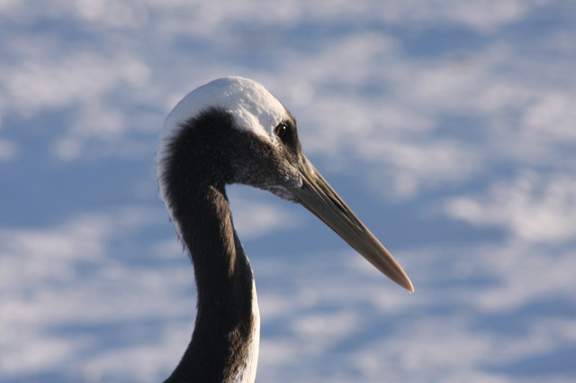 ファイル 110-5.jpg