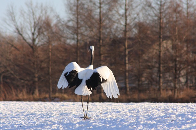 ファイル 111-4.jpg