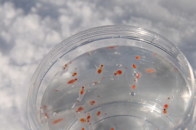 ファイル 125-4.jpg