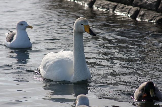 ファイル 126-2.jpg