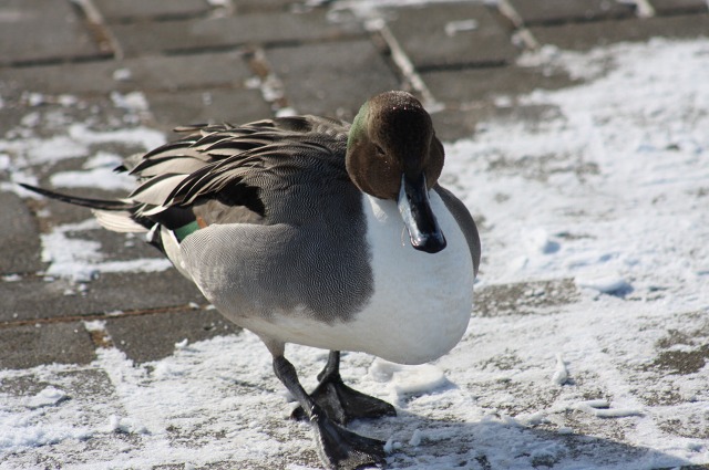 ファイル 126-3.jpg