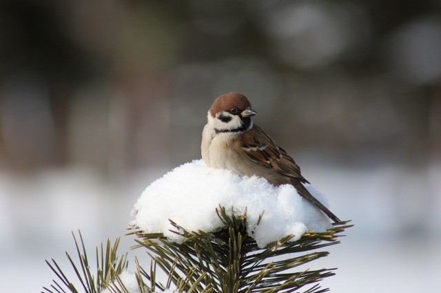 ファイル 126-4.jpg