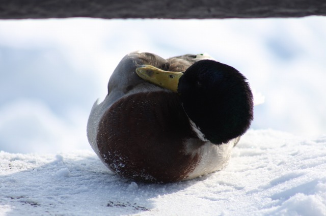 ファイル 126-5.jpg