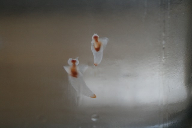 ファイル 129-1.jpg