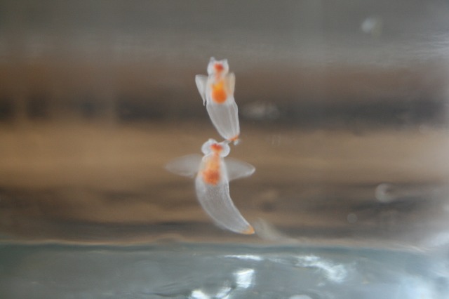 ファイル 129-2.jpg